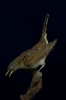 藏品(白腹鶇)的圖片